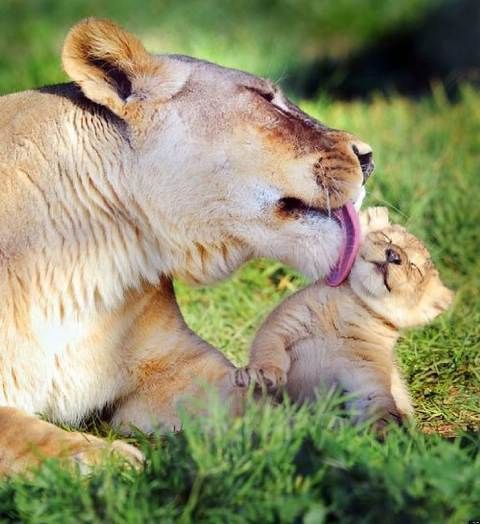  photo o-animal-mothers-facebook_zpsqm3ouaa4.jpg